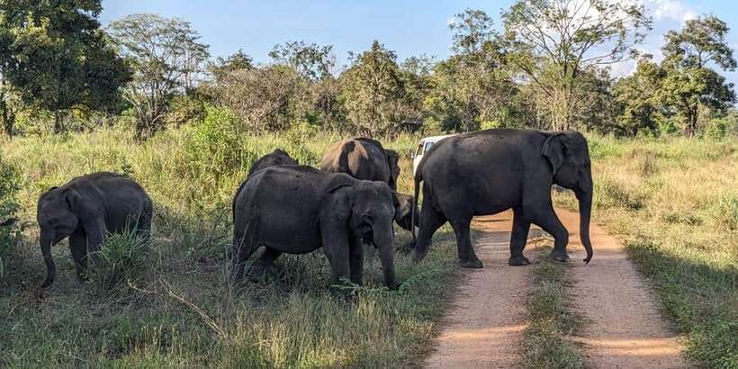 Wasgamuwa National Park Safari (Private Jeep) - Who This Safari Fits Best