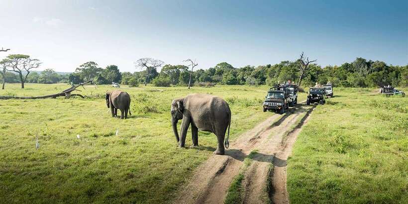 Wasgamuwa National Park Safari (Private Jeep) - Should You Book the Wasgamuwa National Park Private Jeep Safari?