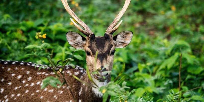 Wasgamuwa National Park Safari (Private Jeep) - Private Jeep Safari: Why This Beats a Big-Group Ride