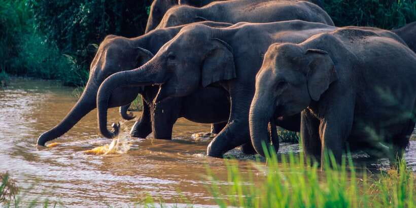 Wasgamuwa: Wasgamuwa National Park Private 3-Hour Safari - Key highlights worth planning around