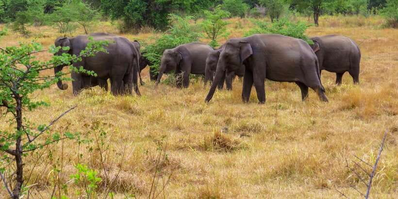 Wasgamuwa: Wasgamuwa National Park Private 3-Hour Safari - Time on Safari: How the 3 Hours Usually Play Out