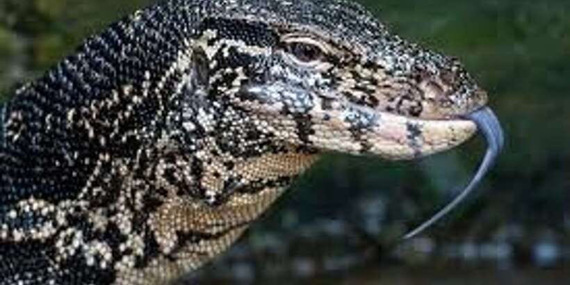 West coast Beach, River Mangroves lagoon, Wildlife boat Tour - Key things that make this tour special