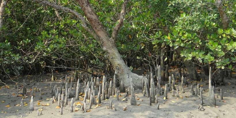 West coast Beach, River Mangroves lagoon, Wildlife boat Tour - Sea turtle conservation: what you’ll learn and why it matters