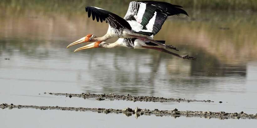 West coast Beach, River Mangroves lagoon, Wildlife boat Tour - Who should book this wildlife and mangrove day trip