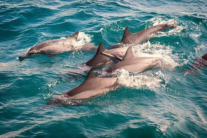 Whale & Dolphin Watching Day Tour including Handunugoda Teafactory - Mirissa whale and dolphin watching: set expectations the smart way