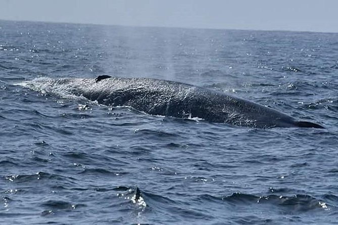 Whale & Dolphin Watching Day Tour including Handunugoda Teafactory - Mirissa Beach to Stilt Fishermen: a quick cultural reset