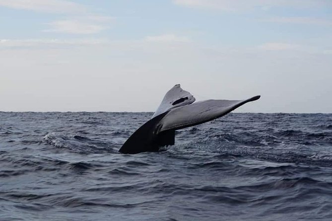 Whale & Dolphin Watching Tour in Trincomalee | Scenic Boat Ride - Key things to know before you go