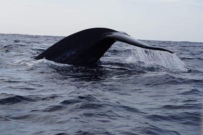 Whale & Dolphin Watching Tour in Trincomalee | Scenic Boat Ride - Why Trincomalee is a top spot for blue whales and spinner dolphins