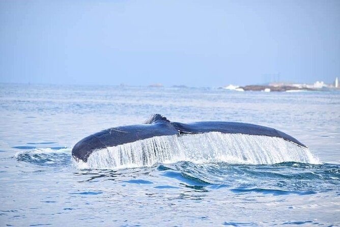 Whale & Dolphin Watching Tour in Trincomalee | Scenic Boat Ride - The 3-hour boat ride: what the day feels like on the water