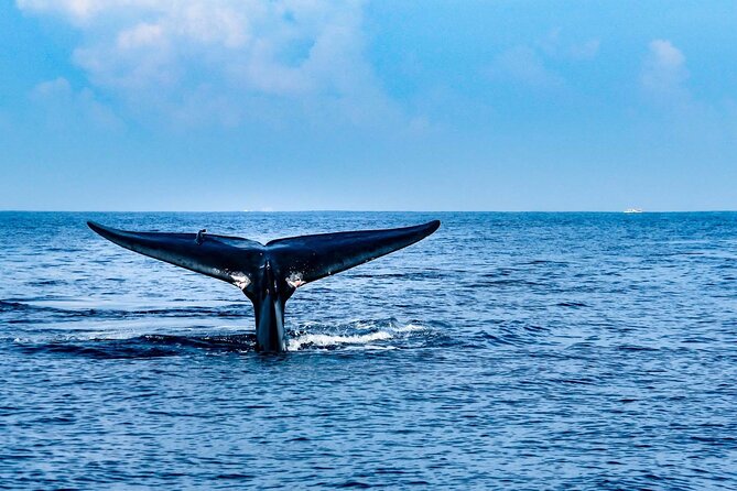 Whale & Dolphin Watching Trincomalee - Key things I’d zero in on before you go