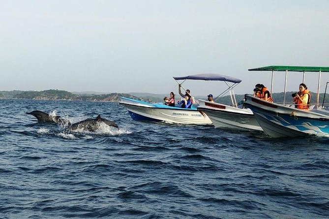 Whale & Dolphin Watching Trincomalee - Morning Start: 5:45 Pickup And Why It Sets the Tone