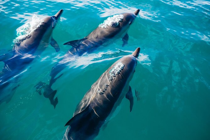 Whale & Dolphin Watching Trincomalee - On The Water: Private Motor Boat Time And What To Expect