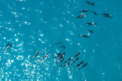 Whale & Dolphin Watching Trincomalee - Getting To The Private Boat: Transport That Should Feel Simple