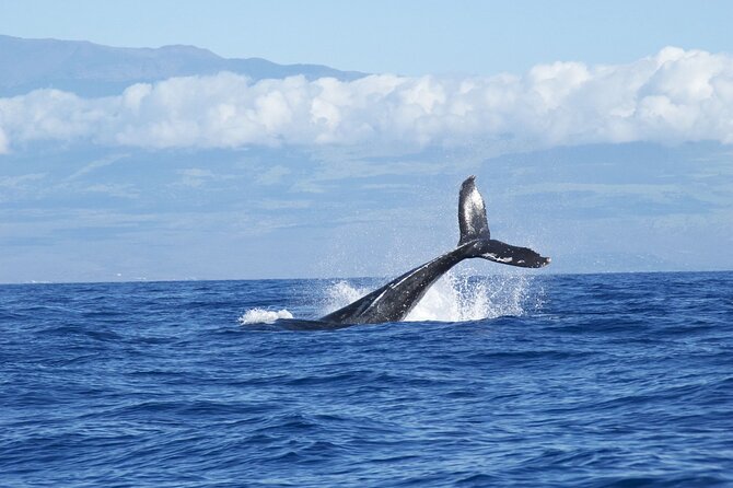Whale & Dolphin Watching Trincomalee - Breakfast Included: Why That Picnic Piece Matters