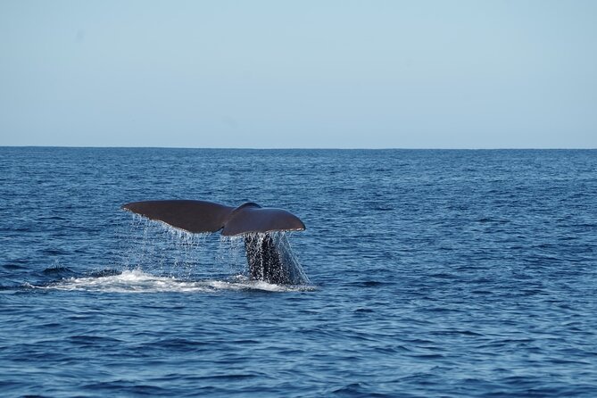 Whale & Dolphin Watching Trincomalee - Timing And Your Day After: 9:45 AM Drop-Off Convenience