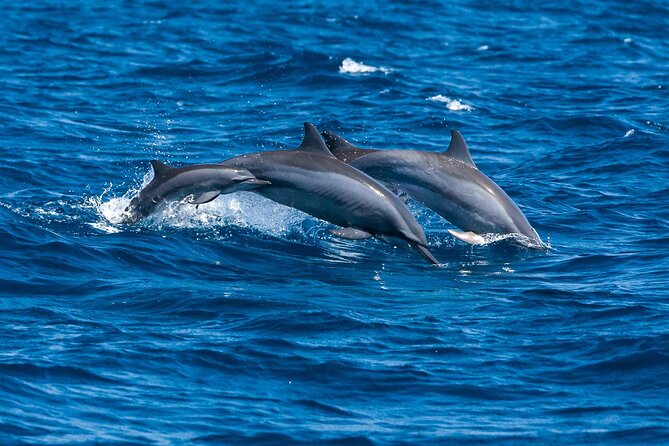 Whale & Dolphin Watching Trincomalee - Price And Value: How $65 Fits With A Private Morning