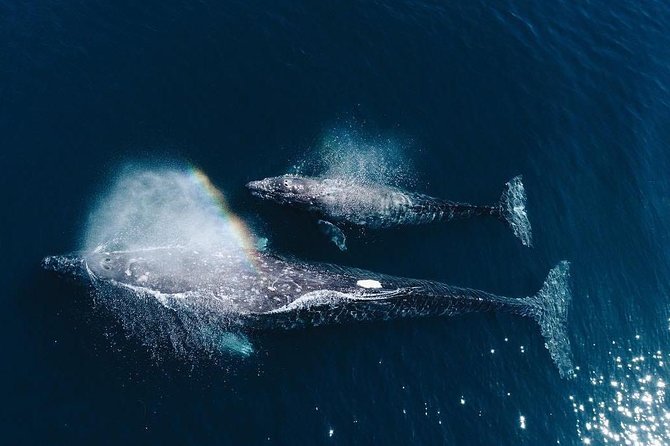 Whale Watching Experience in Mirissa - What you’ll like most on this cruise