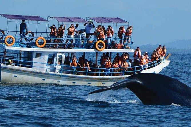 Whale Watching Experience in Mirissa - The main consideration before you book