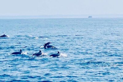 Whale Watching Experience in Mirissa - Key things to know before you go