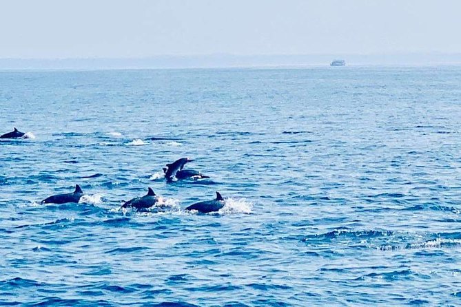Whale Watching Experience in Mirissa - Key things to know before you go