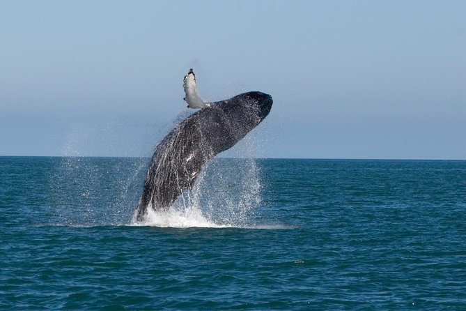 Whale Watching From Colombo - Whale cruise from Mirissa: speed, decks, and how the boat setup affects your comfort