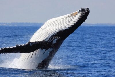 Whale Watching From Colombo - Onboard breakfast and coffee: the small comfort that keeps you going