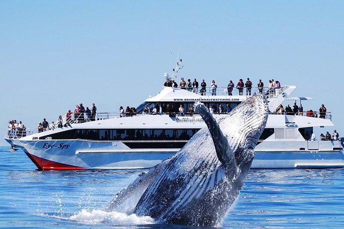 Whale Watching From Colombo - Price and value: what $171 buys when transport and boat time are included