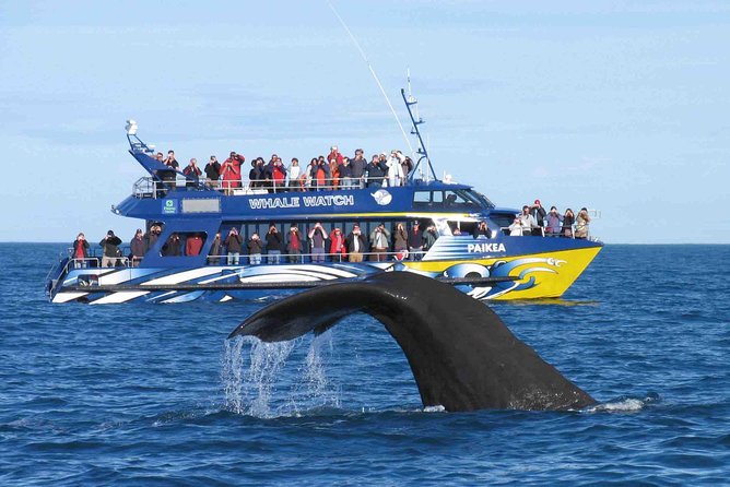 Whale Watching From Colombo - Who this tour fits best (and who should reconsider)