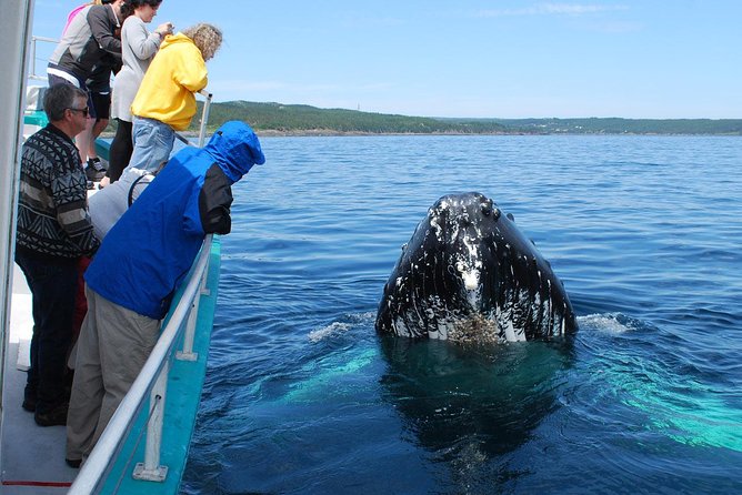 Whale Watching From Colombo - Tips that make a big difference on the water