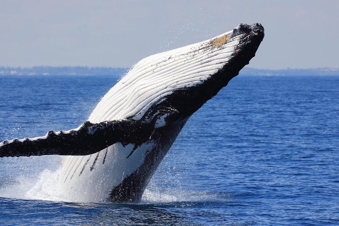Whale Watching From Colombo - Onboard breakfast and coffee: the small comfort that keeps you going