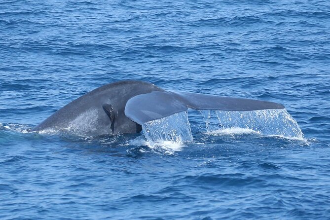 Whale Watching Mirissa with ( WWC ) - Seasickness reality check: the one thing you should plan for
