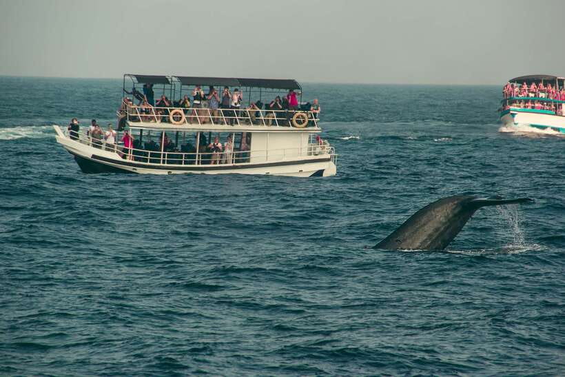 Whale Watching Tour with Transfers - Key highlights at a glance