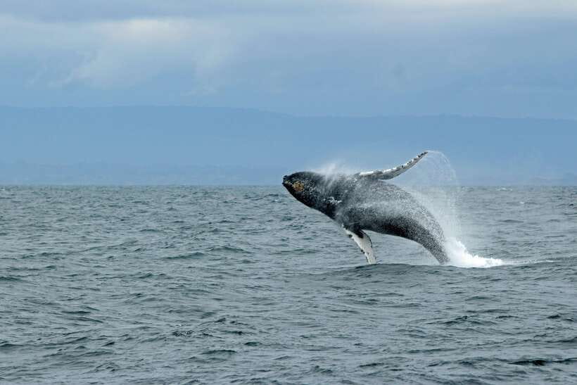 Whale Watching Tour with Transfers - Whale watching from Mirissa: why this timing matters