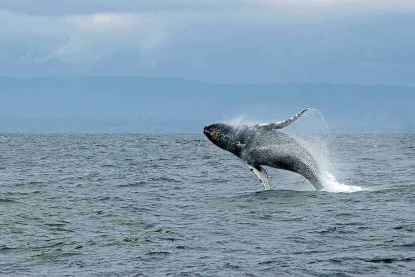 Whale Watching Tour with Transfers - Food on the water: packed breakfast, coffee, and water