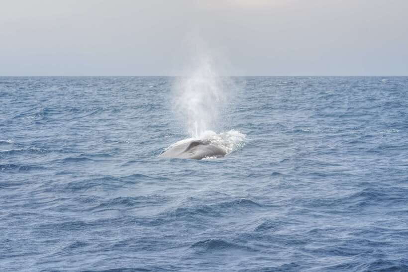 Whale Watching Tour with Transfers - Learning from a marine biologist or naturalist