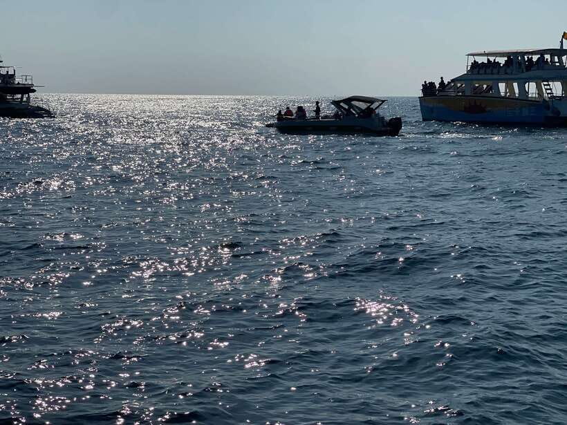 Whale Watching Tour with Transfers - Who this tour suits best (and who should think twice)