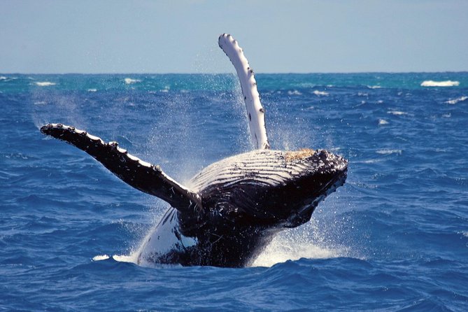Whales and Dolphins Watching Mirissa - A private Mirissa whale trip, then Galle Fort on foot