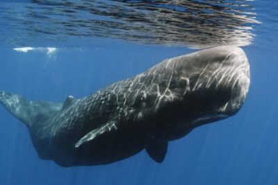 Whales and Dolphins Watching Mirissa - Price and what you’re really paying for