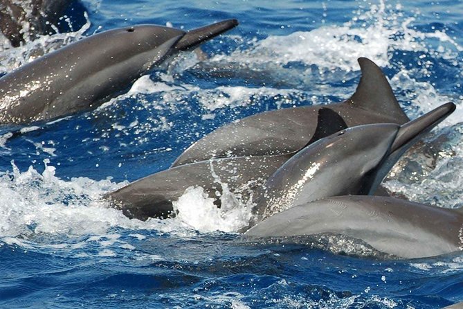 Whales and Dolphins Watching Mirissa - Galle Dutch Fort: one hour that’s long enough to feel the place