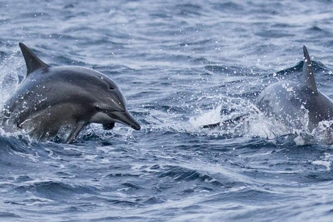 Whales and Dolphins Watching Mirissa - Snacks, refreshments, and the lunch reality
