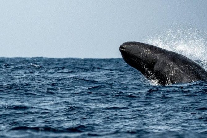 Whales and Dolphins Watching Mirissa - Timing and comfort tips for a smoother day