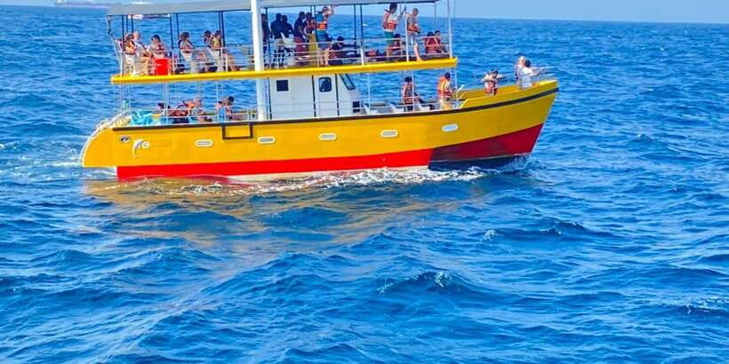 Whales & Dolphin Watching with The Pioneers - Blue whales, sperm whales, and spinner dolphins: what makes their search feel legit