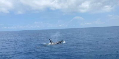 Whales & Dolphin Watching with The Pioneers - What the boat day feels like: dolphin watching plus whale potential