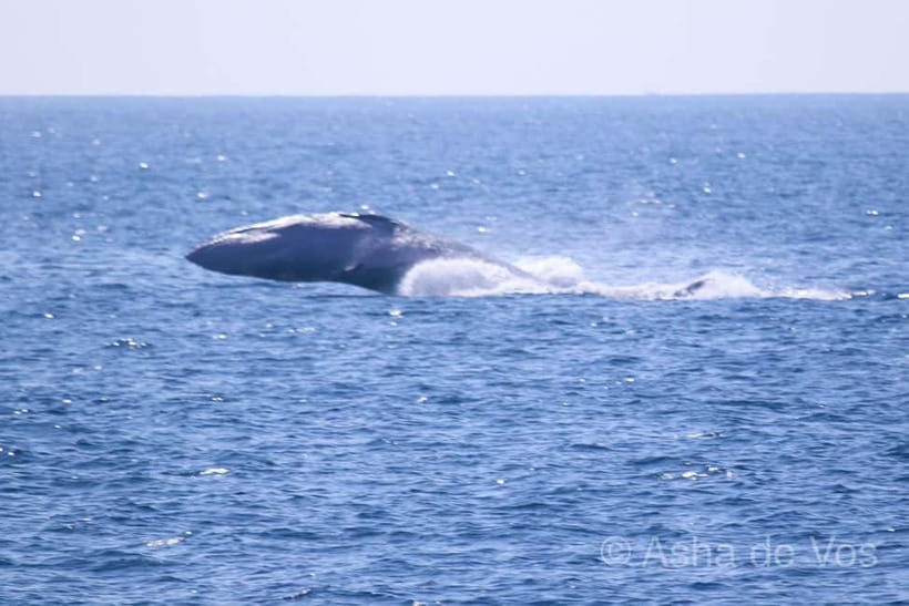 Whales & Dolphin Watching with The Pioneers - Price and value: what $75 buys you on a wildlife gamble