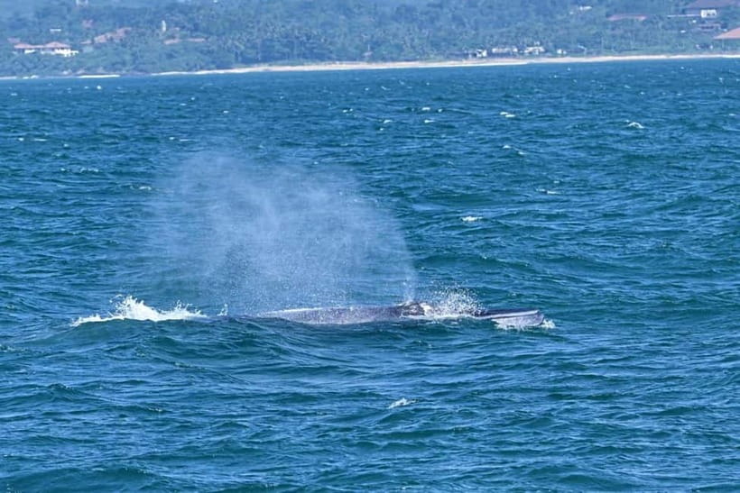 Whales & Dolphin Watching with The Pioneers - Who should book this boat ride—and who should skip it