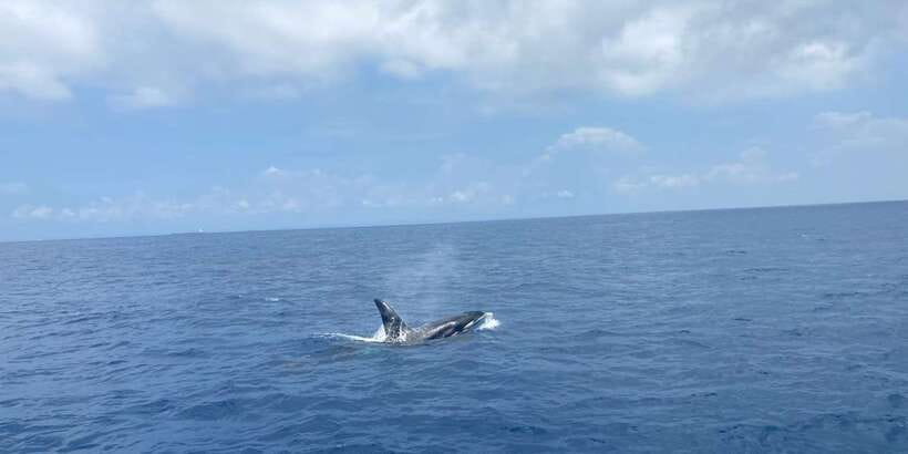 Whales & Dolphin Watching with The Pioneers - What the boat day feels like: dolphin watching plus whale potential