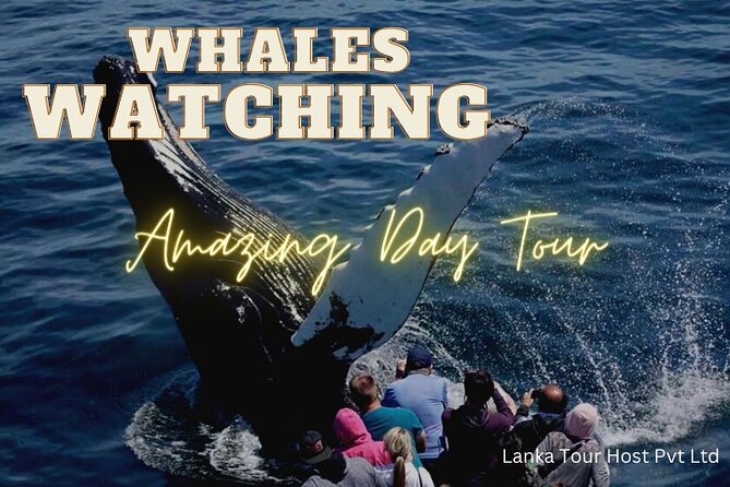 Whales Watching Mirissa Day Tour - Mirissa at 4:00 am: your whale-watching reality check