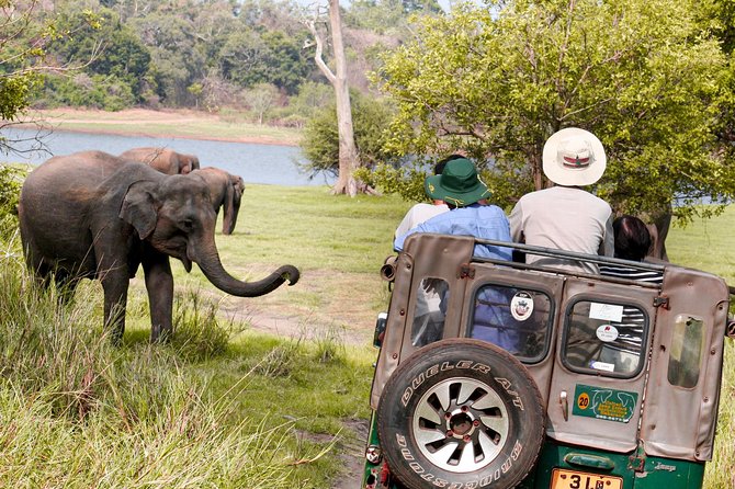 Wild Elephant Safari in Minneriya National Park - Why Minneriya’s safari route is so good for real wildlife spotting
