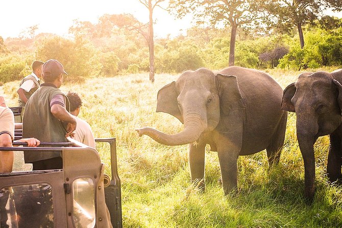 Wild Elephant Safari in Minneriya National Park - What you’re realistically hunting for: elephants, leopards, bears, crocs, and birds