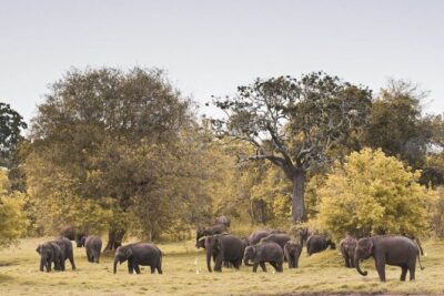 Wild Elephant Safari in Minneriya National Park - Private Jeep details: 4x4 comfort, up to 6 riders, and rollaway open-top viewing